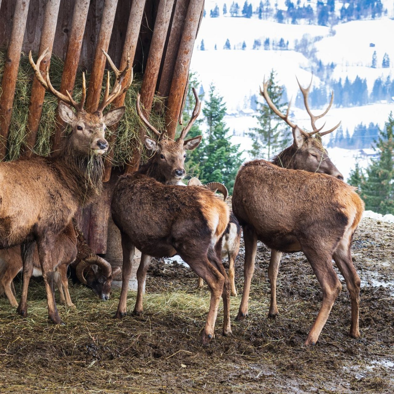 Mahlzeit! Rotwildhirsche und kleine Widder bedienen sich gemeinsam an einer Heuraufe im Winter