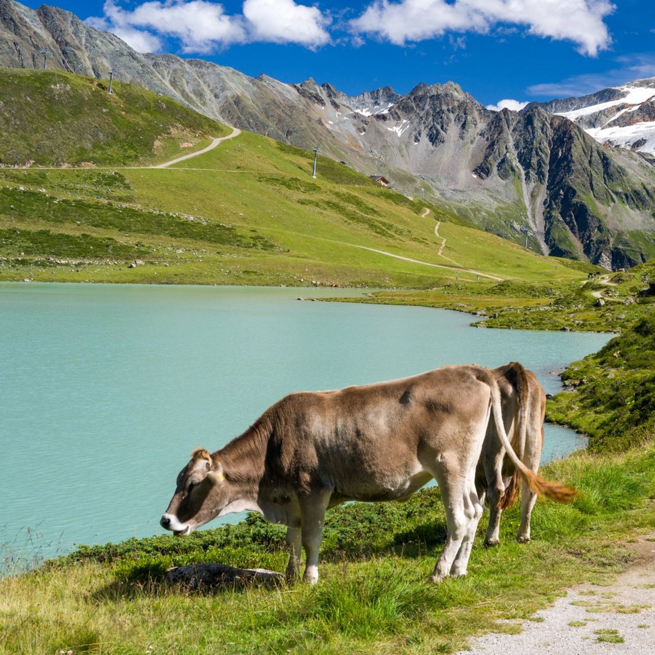 Kühe am Rifflsee im Pitztal.