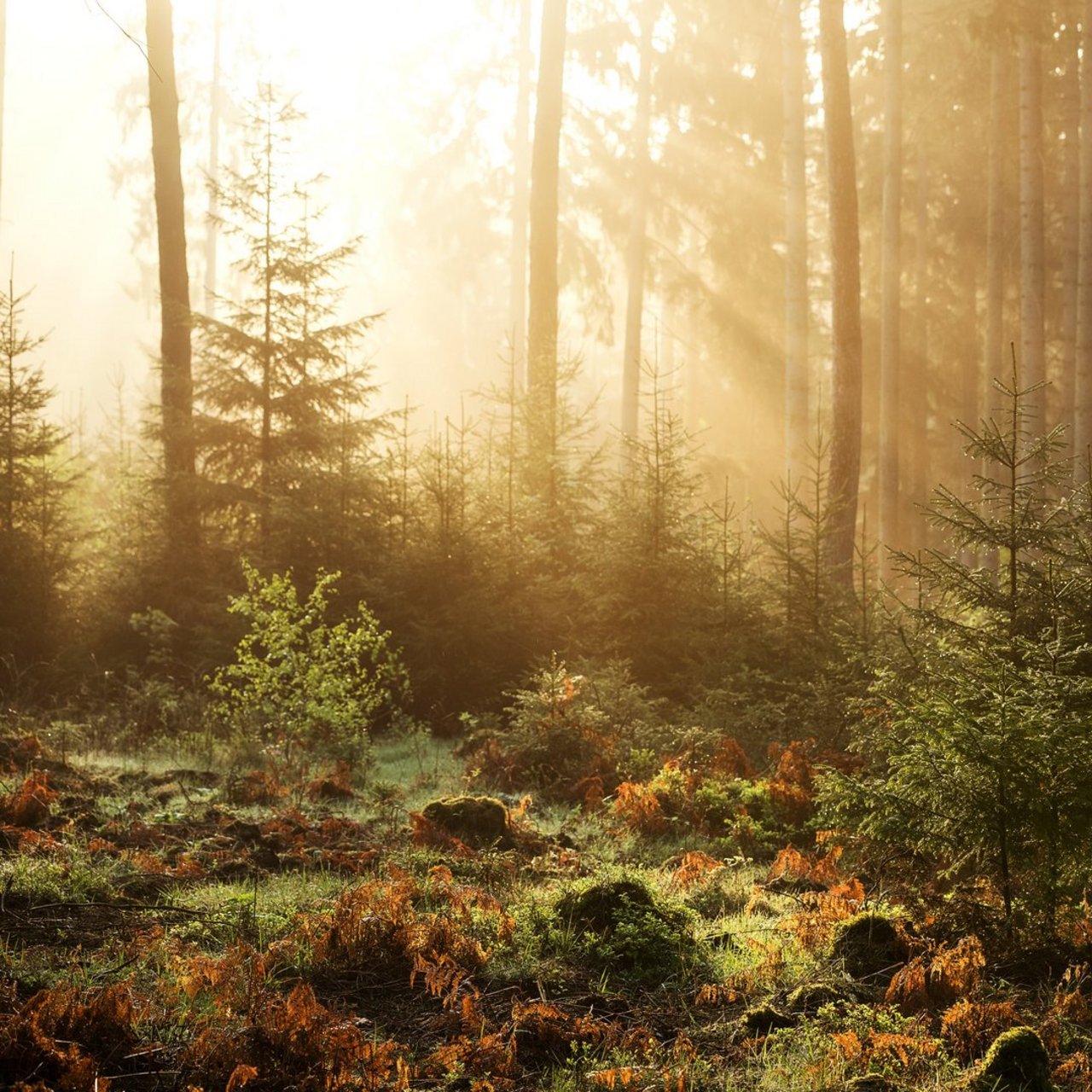 Morgensonne im Wald