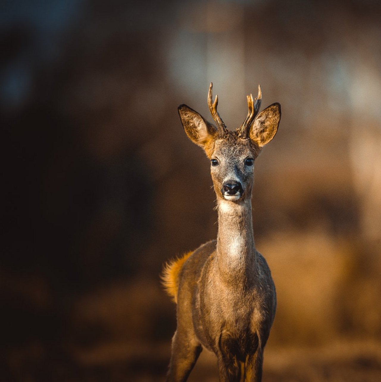 Roe deer