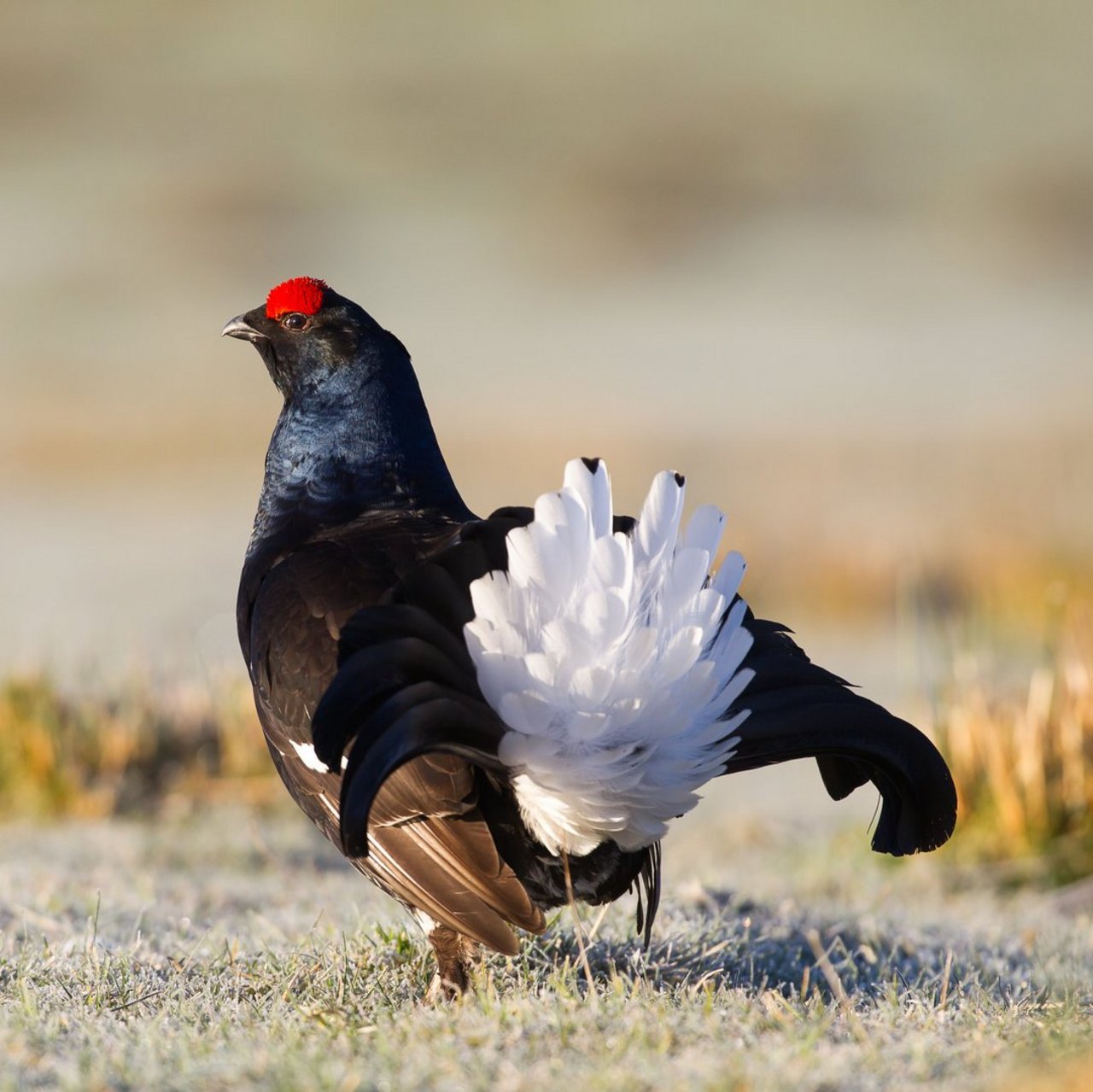 Black Grouse on a frosty morning in Scotland during a lek